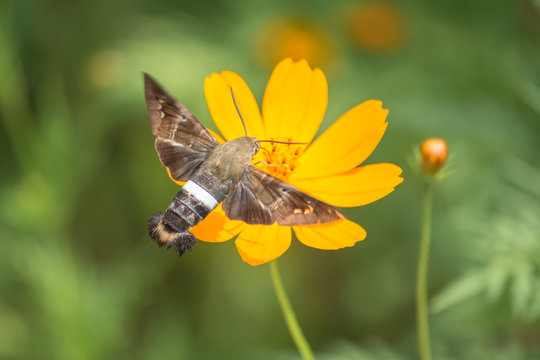El colibr&iacute; Halc&oacute;n-Polilla se acerca a la Margarita en busca de alimento.