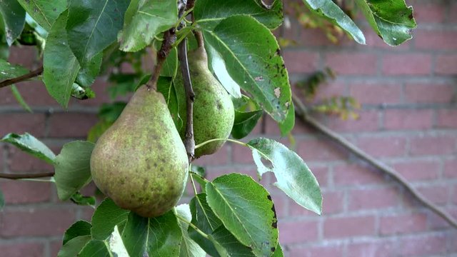 Close up of two pears hanging in pear tree low hanging fruit almost ripe green color in background wall in summer Cultivars of Pyrus Communis being climacteric fruits are gathered before fully ripe 4k