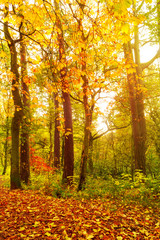 Obraz premium Autumn landscape with trees