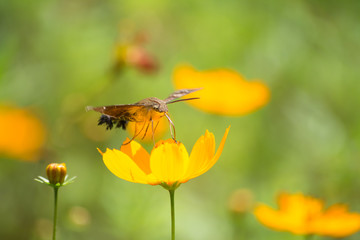 El colibrí Halcón-Polilla toma de la flor su fruto y sigue a otra flor.