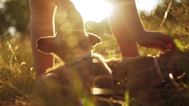 Boy stroking, playing, walking with puppy in park at sunset. Slow motion.