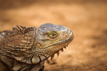 varan crawling