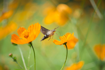 El colibrí Halcón-Polilla se encuentra entre dos flores. © jesuschurion57