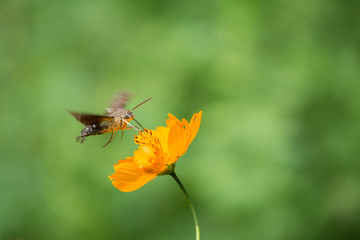 El colibrí Halcón-Polilla la flor amarilla y el fondo verde. © jesuschurion57