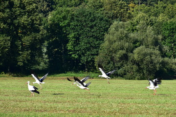 fly away storks