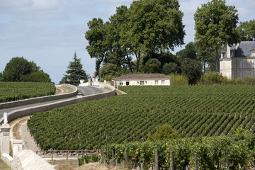 Pauillac wine region France -- Vines and vineyards in Pauillac a wine producing area of the Bordeaux region France