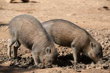 Baby Warthogs feeding