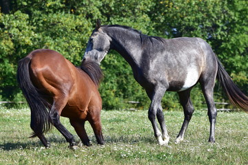 Fototapeta premium fighting horses