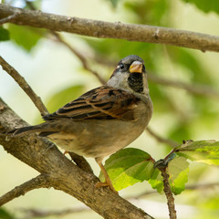 Sparrow
