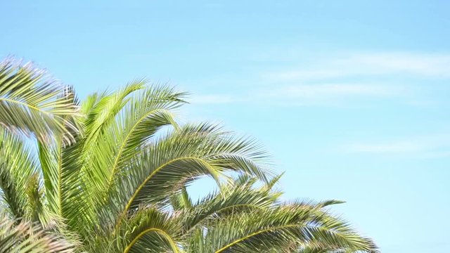 palm tree under a blue sky