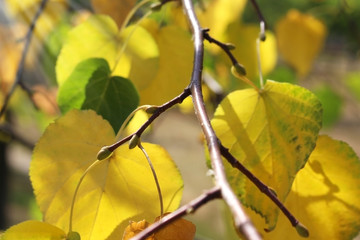 Linden branches with yellow leaves in autumn.
