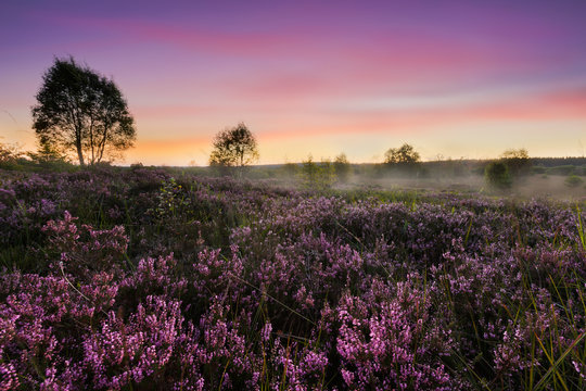 Sunset in high fens - coucher de soleil dans les Hautes Fagnes
