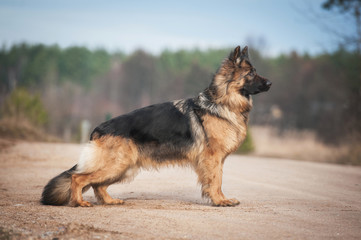 German shepherd dog