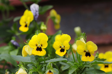 A bed of yellow pansies