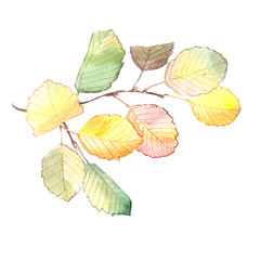 Watercolor painting of an autumn branch of alder tree.  Isolated on white background