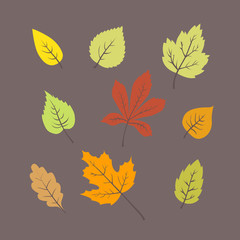 Colorful autumn leaves set. vector illustrations