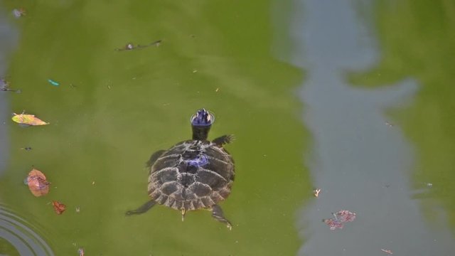 aquatic turtle swimming in a pond