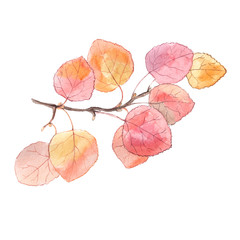 Watercolor painting of a bright autumn branch of aspen tree. Isolated on white background