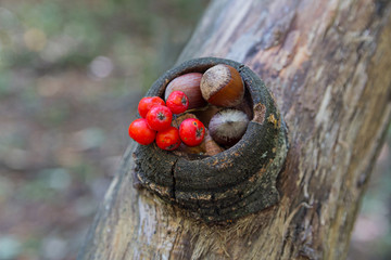 Hazelnut and rowan berries in the forest. Nature