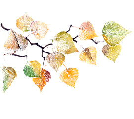 Watercolor painting of a bright autumn branch of birch tree on white background.