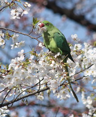 Rink necked parakeet in Tokyo, Japan Psitaculla krameri eating cherry blossoms at Ueno Park