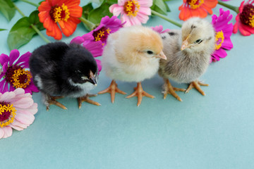 Three little chick on a blue background with flowers. Animal, bird, poultry.