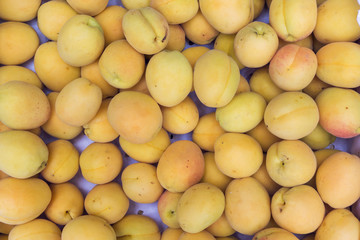 just picked collected apricots background