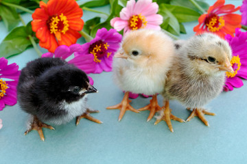 Three little chick on a blue background with flowers. Animal, bird, poultry.
