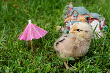 Little chick on a grass, outdoor.