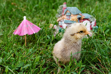 Little chick on a grass, outdoor, close up.