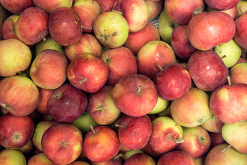 just picked collected apples grunge dirty for cider or juice