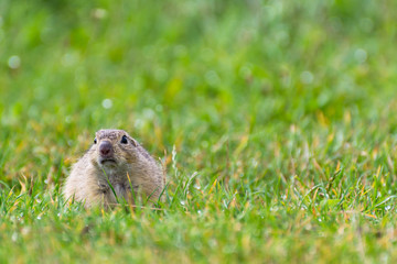 Naklejka na ściany i meble Chubby Ground Squirrel on a Short Grassy Field