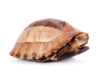 Obraz premium The Indochinese box turtle on white