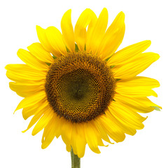 Naklejka premium Flower of sunflower isolated on white background