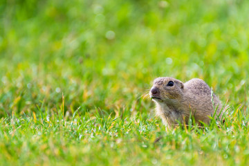 Naklejka na ściany i meble Ground Squirrel on a Short Grassy Field, The Food is Sticking Out of His Mouth