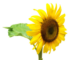Flower of sunflower isolated on white background