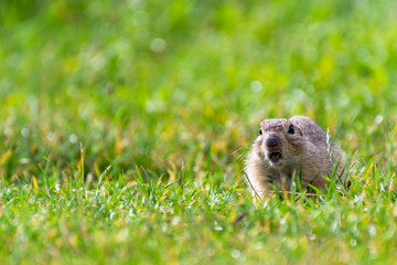 Naklejka na ściany i meble Ground Squirrel on a Short Grassy Field with Open Mouth