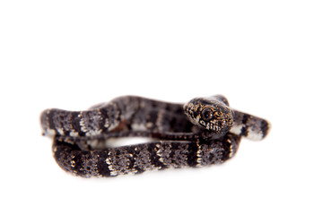 Clouded snake on white