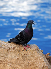 Dove on a rock on a background of water