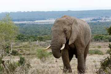 Big Male Bull - African Bush Elephant