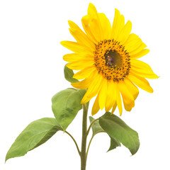 Flower of sunflower isolated on white background
