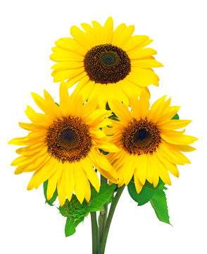 Three sunflowers isolated on white background