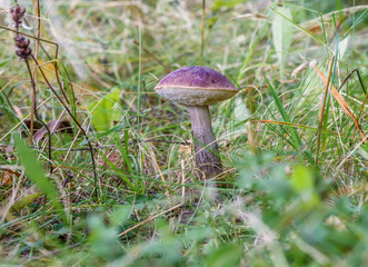 Brown cap boletus growing in the grass on the edge of the forest, close-up
