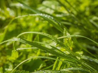 Small water drops on grass