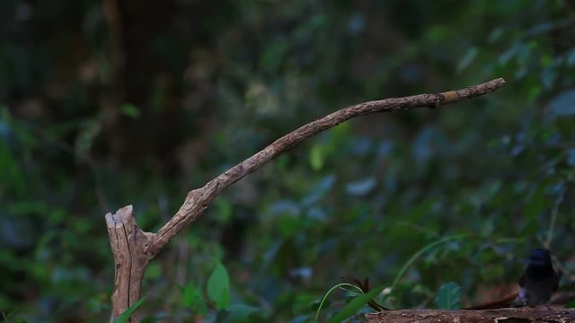 Bird in nature, asian paradise flycatcher perching on a branch
