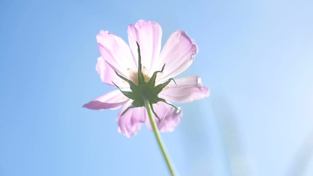 pink flower against the blue sky nature landscape video