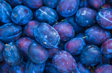 Blue plums background. Fresh fruits.