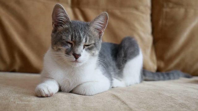 cat home sitting on the couch video