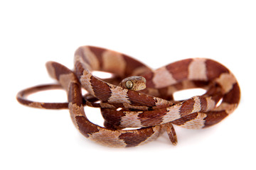 The blunthead tree snake on white