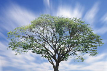 Single tree with blue sky and motion cloud.